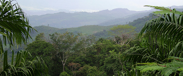 Tropical rainforest in Chiapas, Mexico