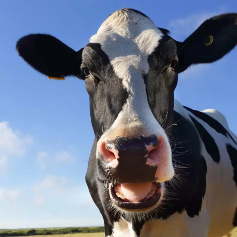 Close view of a cow's face with its mouth open