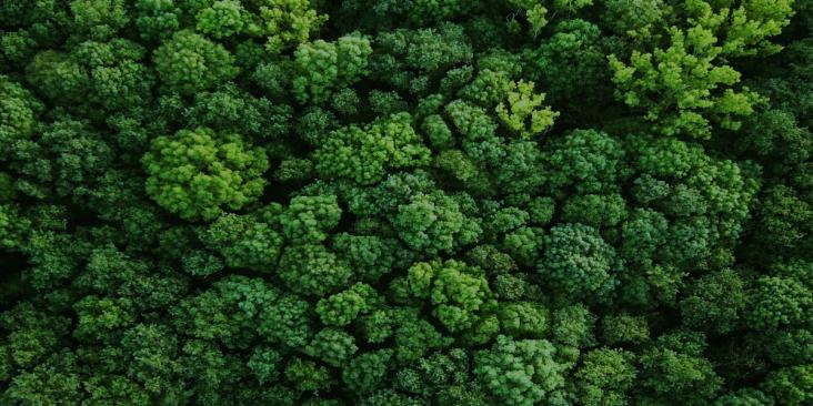 Aerial view of forest