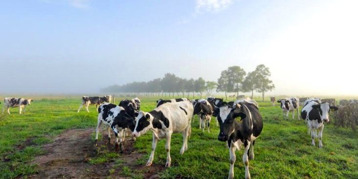 Cows in a field on a dairy farm