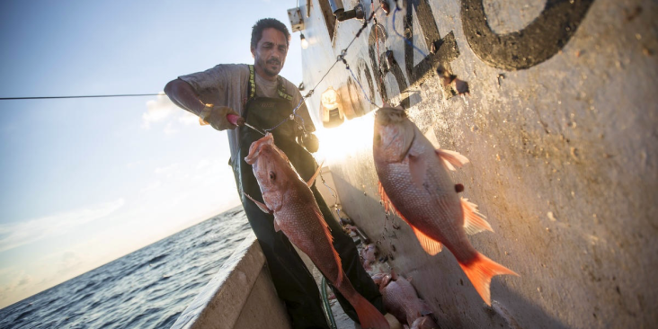 Fisher catching Gulf red snapper.
