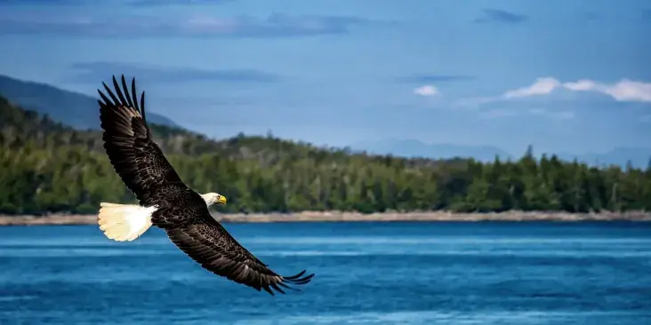 Eagle flying over water with trees and mountains in the background