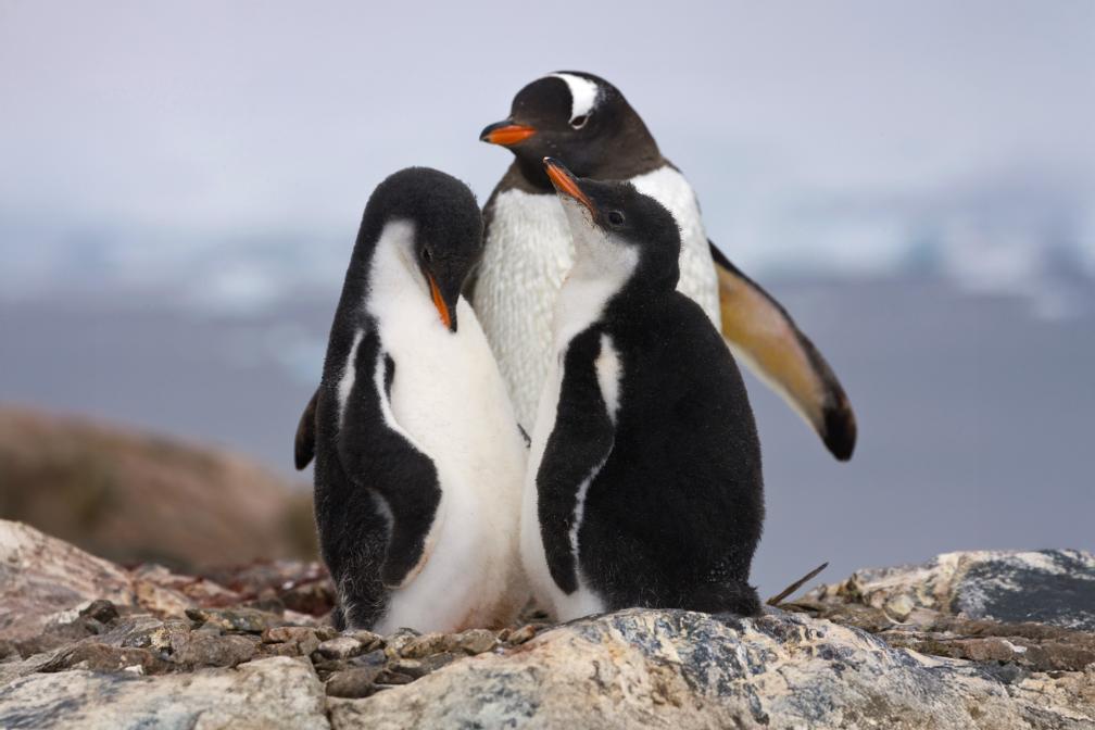 Three gentoo penguins