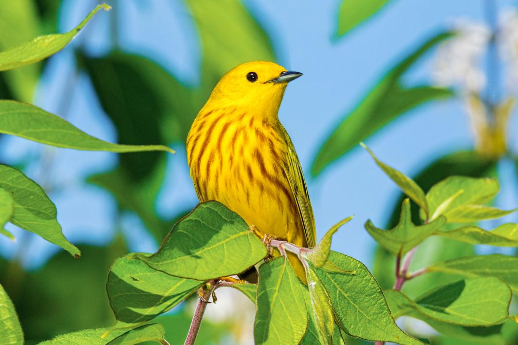 Yellow warbler