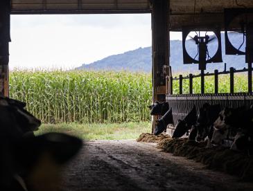 View from inside a dim barn where cows stand at feeding stalls on both sides of a central aisle. Sunlight streams through the open doorway, revealing a tall green cornfield and distant tree-covered hills outside.